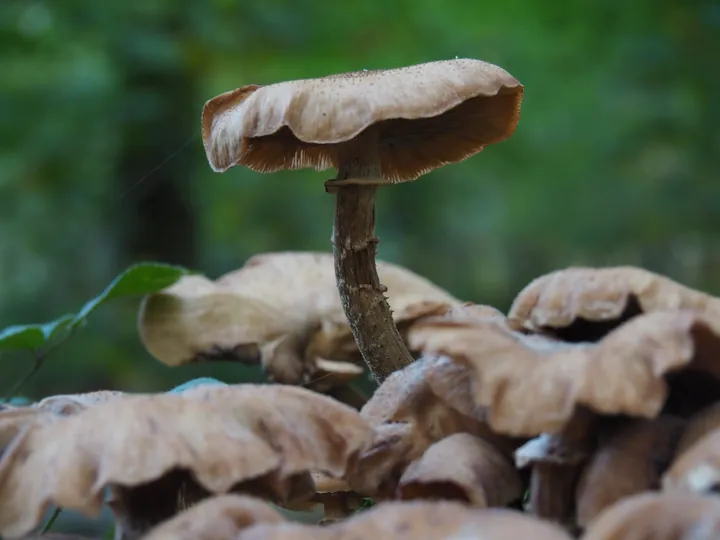 Vagevuurbos en Lippensgoed-Bulskampveld (België)